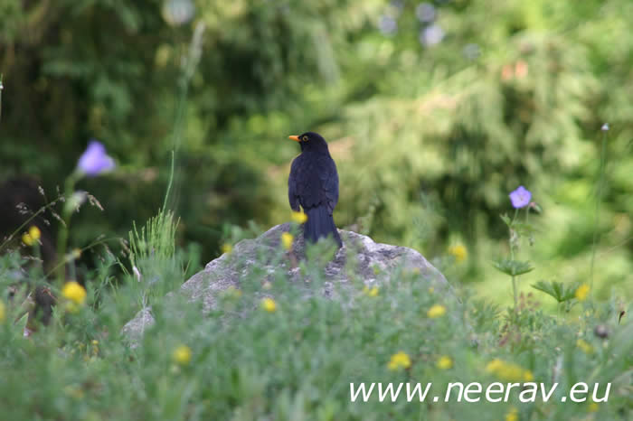 Amsel auf dem Stein