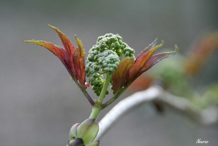 'Ausser-Gewöhnlich'