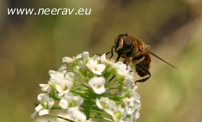 Fliege in weissen Blueten