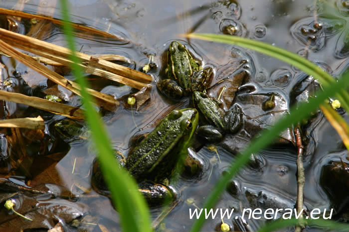 Froschfamilie