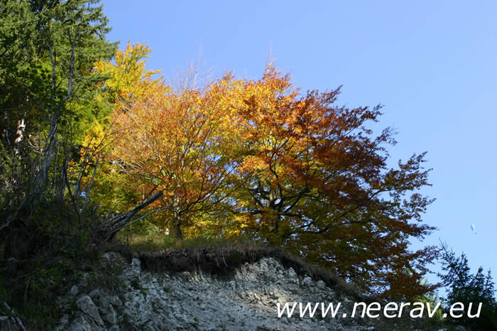 'Herbstfarben' von Neerav Joachim Weickert