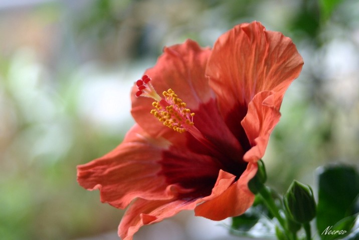 'Hibiskus der Erste'